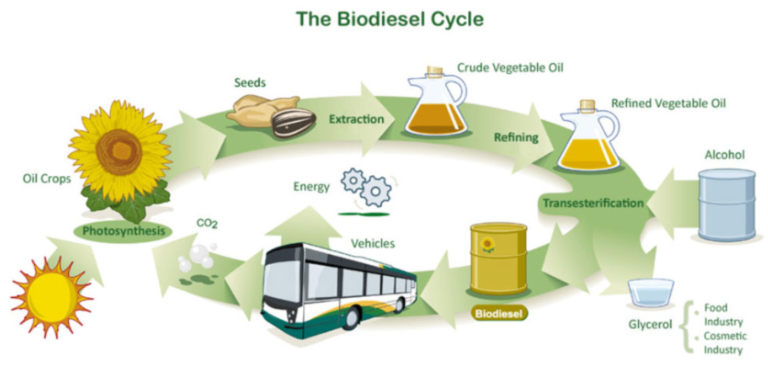Biodiesel Production Plant in India